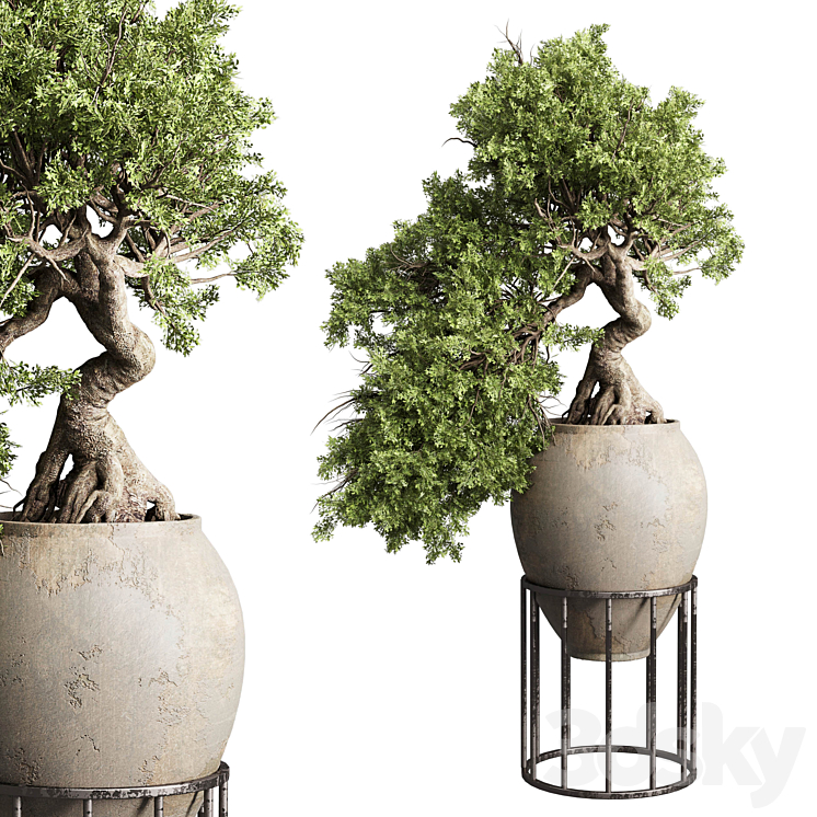 Bonsai tree in an old earthenware vase indoor plant 343 3D Model
