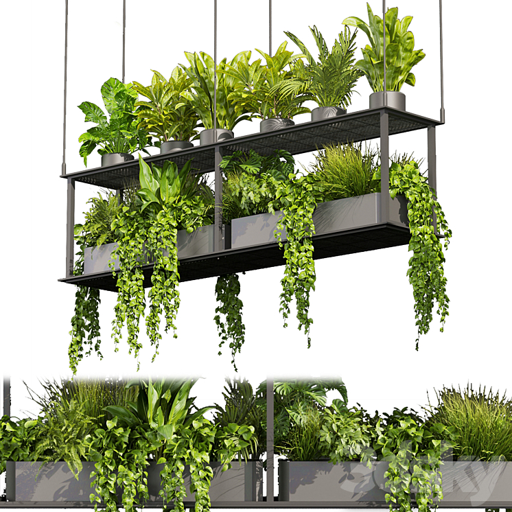 Collection plant vol 439 – hanging – ampelous – palm – – pothos 3D Model