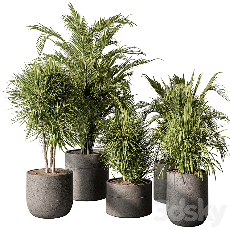 indoor Plant 483 – Tropical Plants 3D Model
