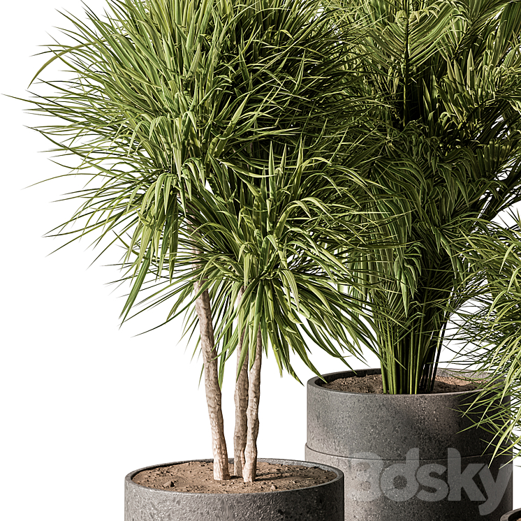 indoor Plant 483 – Tropical Plants 3DS Max Model - thumbnail 2
