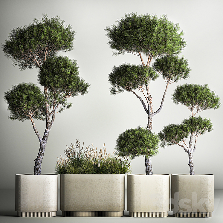 Small trees in pots pine topiary wildflowers bush feather grass grass. Plant collection 1177. 3D Model