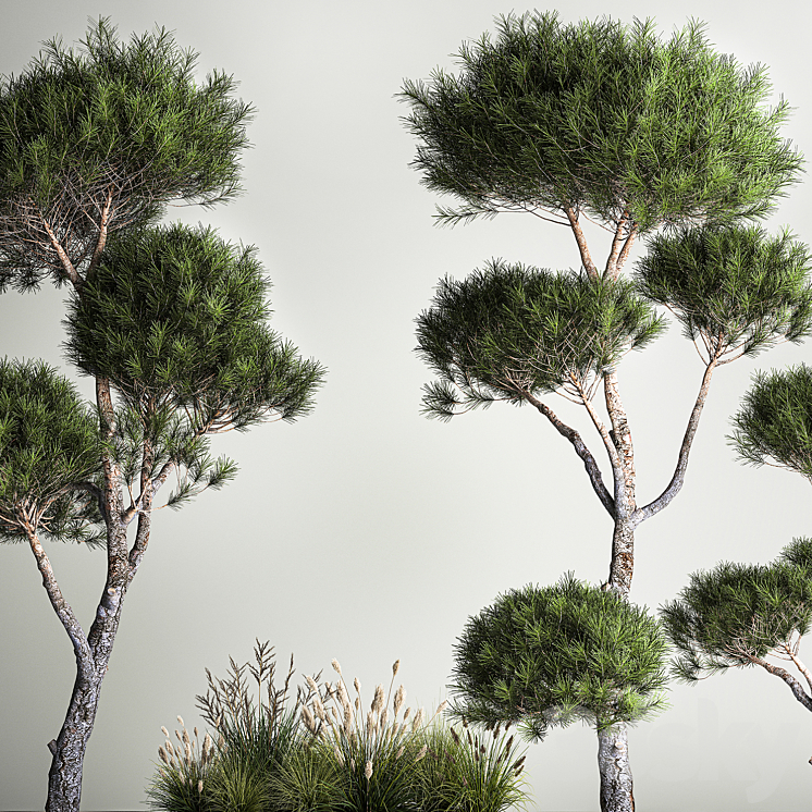 Small trees in pots pine topiary wildflowers bush feather grass grass. Plant collection 1177. 3DS Max - thumbnail 2
