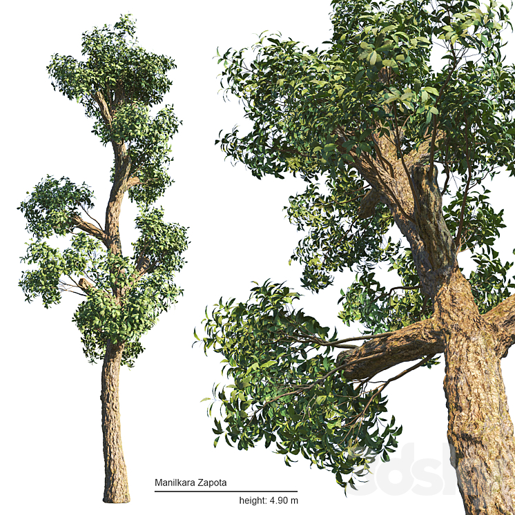 Manilkara Zapota tree 3DS Max Model - thumbnail 1