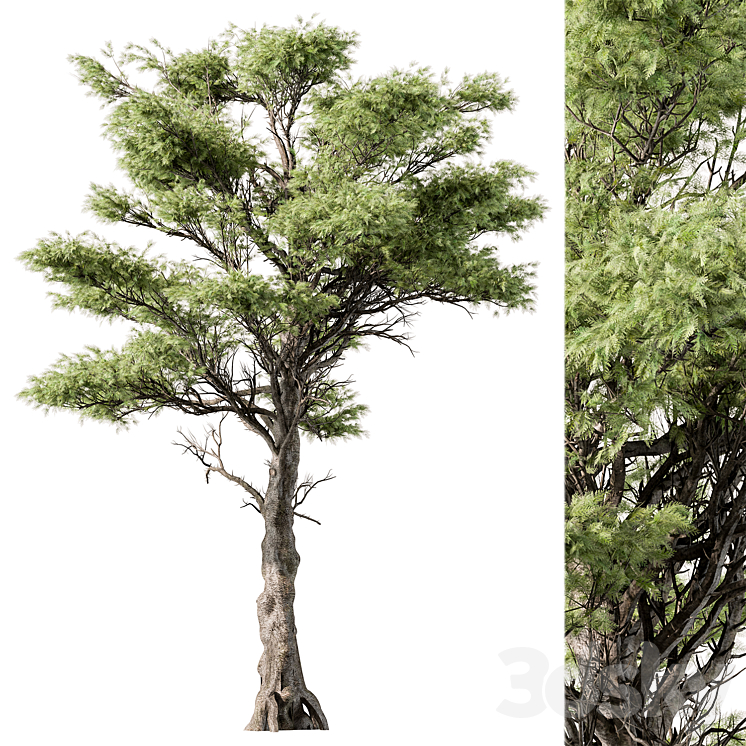 Big Maple Tree – Set 148 3D Model