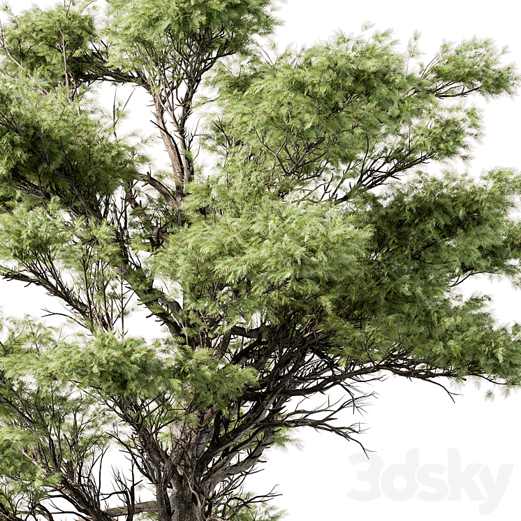 Big Maple Tree – Set 148 3DS Max Model - thumbnail 2