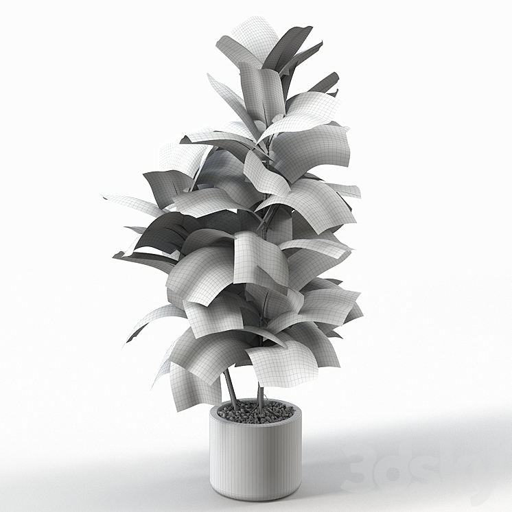 Rubber Tree 004 3DS Max