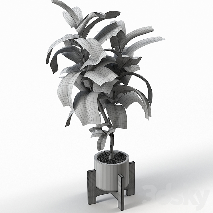 Rubber Tree 004 3DS Max - thumbnail 2