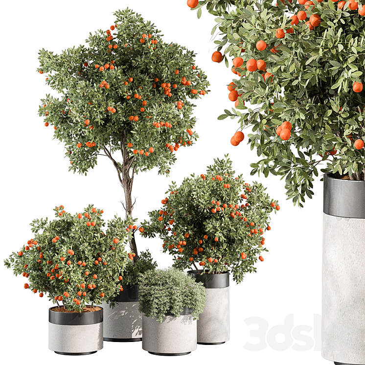 Outdoor Plant 513 – Orange Tree 3D Model