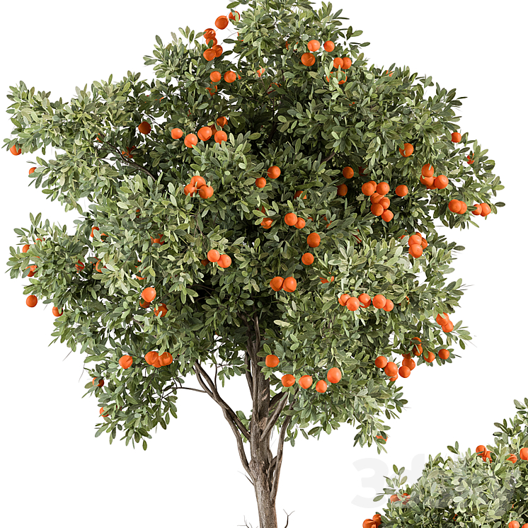 Outdoor Plant 513 - Orange Tree 3DS Max