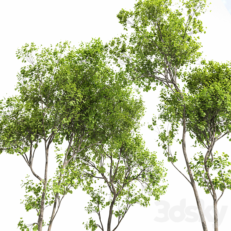 New Plant Real Tree Acer Saccharinum Spring Summer 3DS Max Model - thumbnail 2