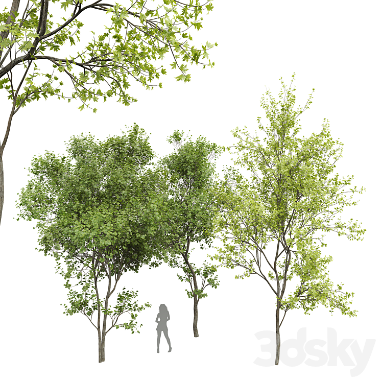 New Plant Real Tree Acer Saccharinum Spring Summer001 3DS Max Model - thumbnail 1