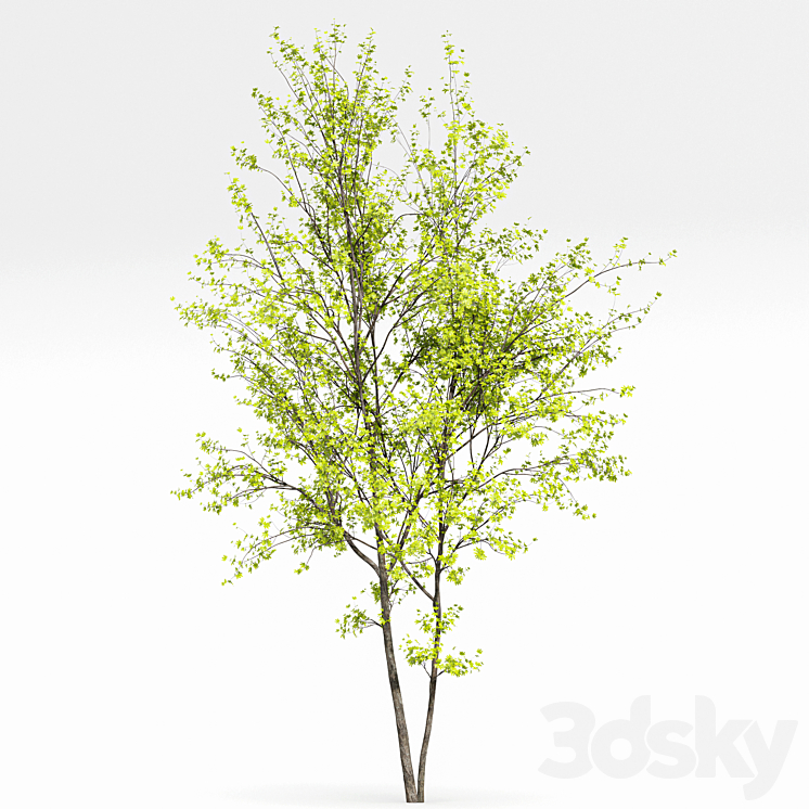 New Plant Real Tree Acer Saccharinum Spring Summer001 3DS Max Model - thumbnail 2