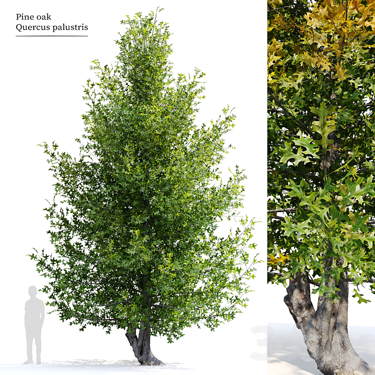 Pine oak tree 3DS Max Model - thumbnail 1