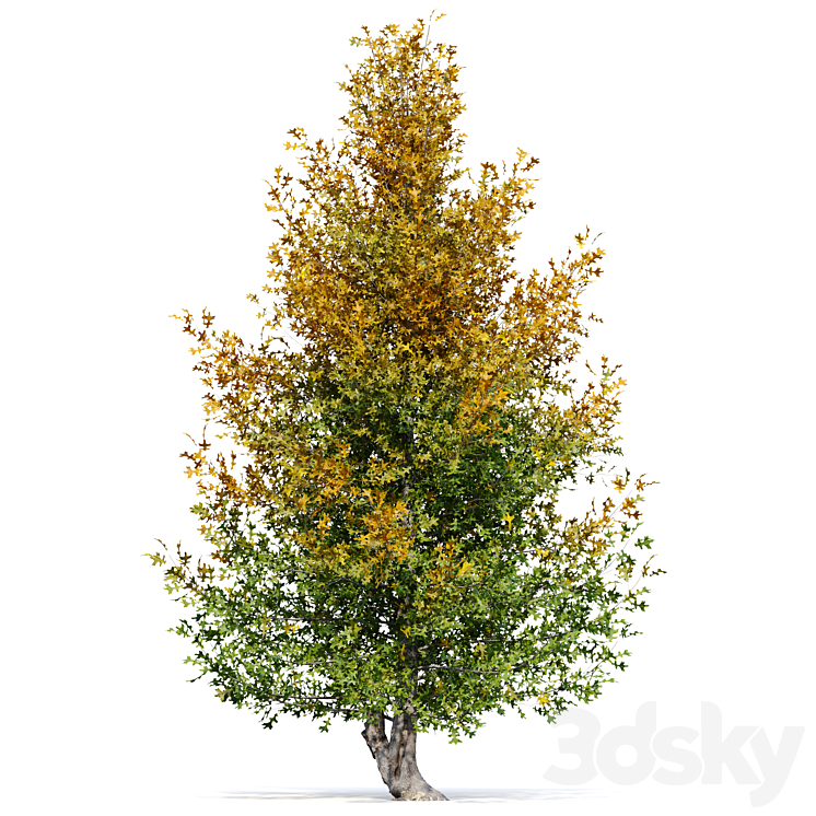 Pine oak tree 3DS Max Model - thumbnail 2