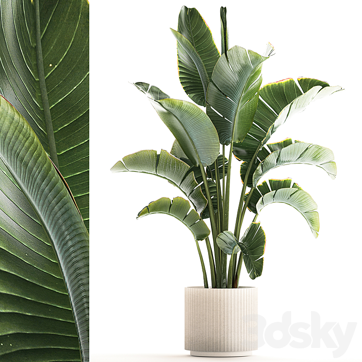 Beautiful Strelitzia in a modern flowerpot in a pot bush banana palm Ravenala. 1224 3D Model