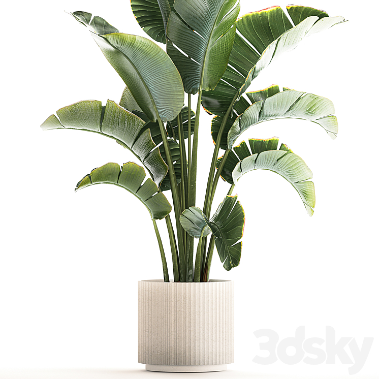 Beautiful Strelitzia in a modern flowerpot in a pot bush banana palm Ravenala. 1224 3DS Max - thumbnail 2