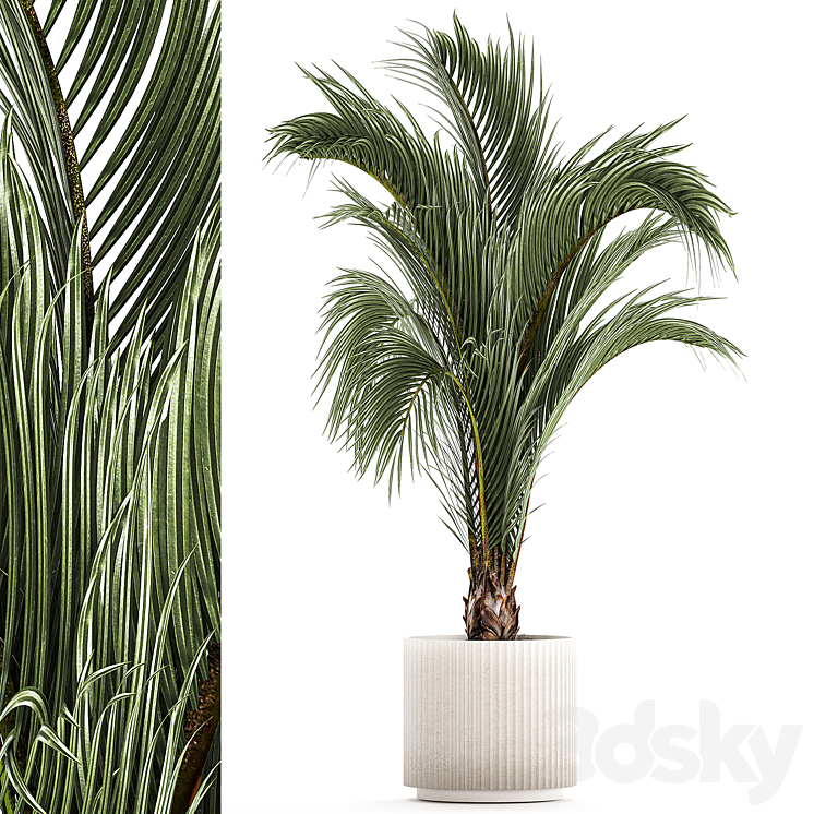 A beautiful indoor palm tree in a modern Areca pot Hovea. 1225 3DS Max Model - thumbnail 1