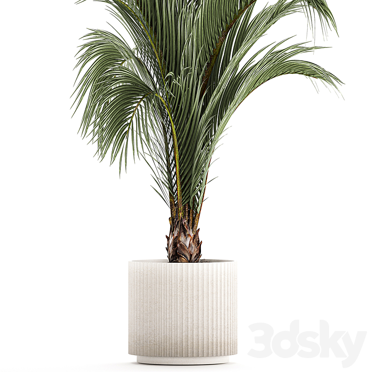 A beautiful indoor palm tree in a modern Areca pot Hovea. 1225 3DS Max Model - thumbnail 2