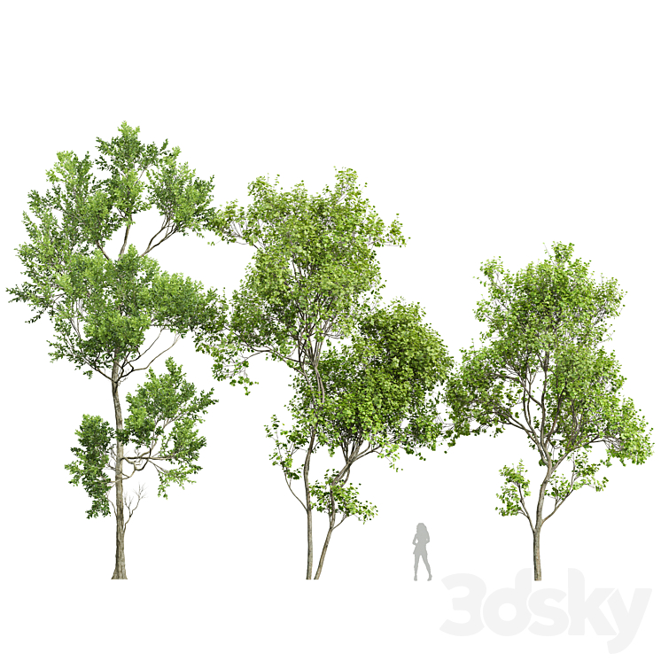 Spring trees Acer Saccharinum and Fagus Grandifolia 3D Model