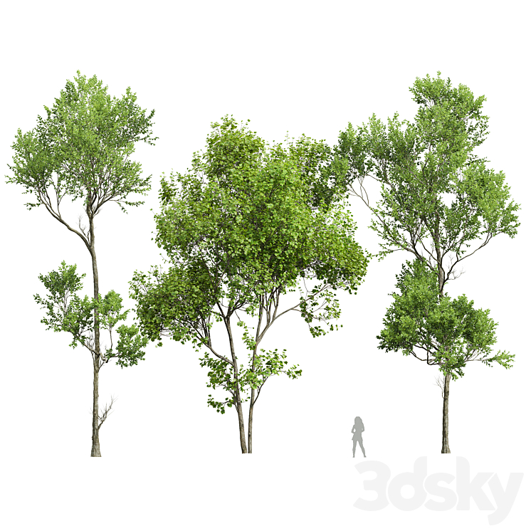 spring trees 3D Model