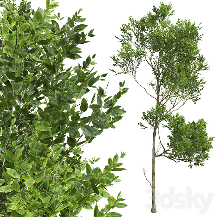spring trees 3D Model