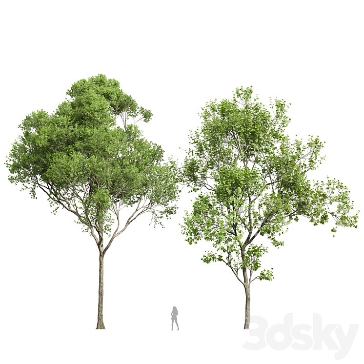 Acer Pseudoplatanus and Acer Saccharinum-2 spring trees 3D Model