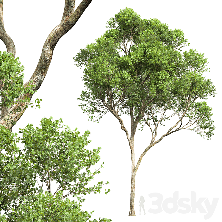 Acer Pseudoplatanus and Acer Saccharinum-2 spring trees 3DS Max - thumbnail 2