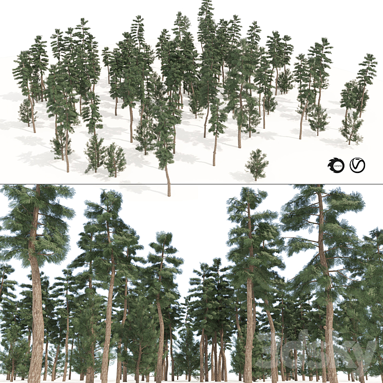 Evergreen conifer forest trees - Tree - 3D model
