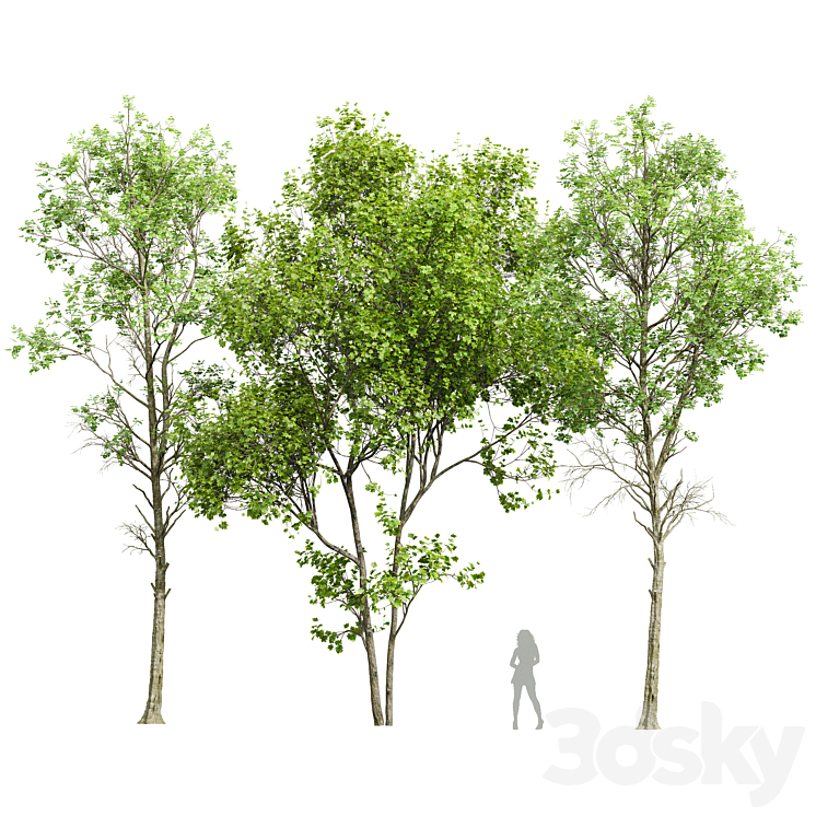 Fagus Sylvatica and Saccharinum-spring trees 3DS Max Model - thumbnail 1