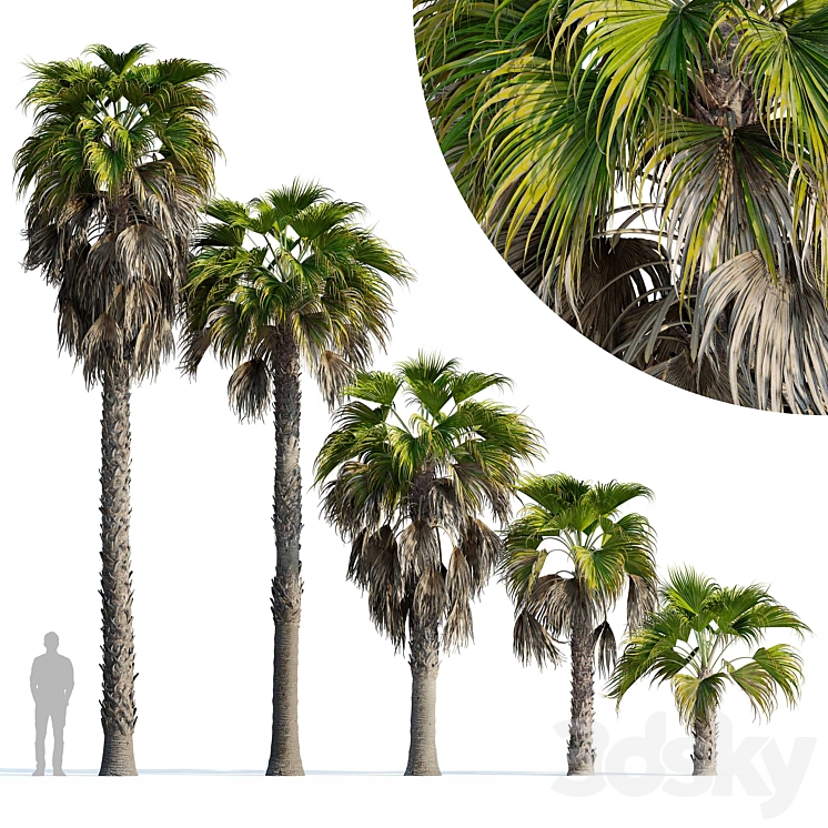 Washingtonia robusta palm (Washingtonia robusta palm) 3DS Max Model - thumbnail 1