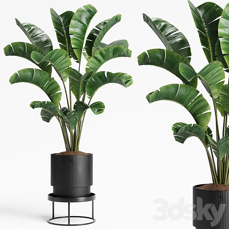 Indoor Plants 15 3DS Max Model - thumbnail 1