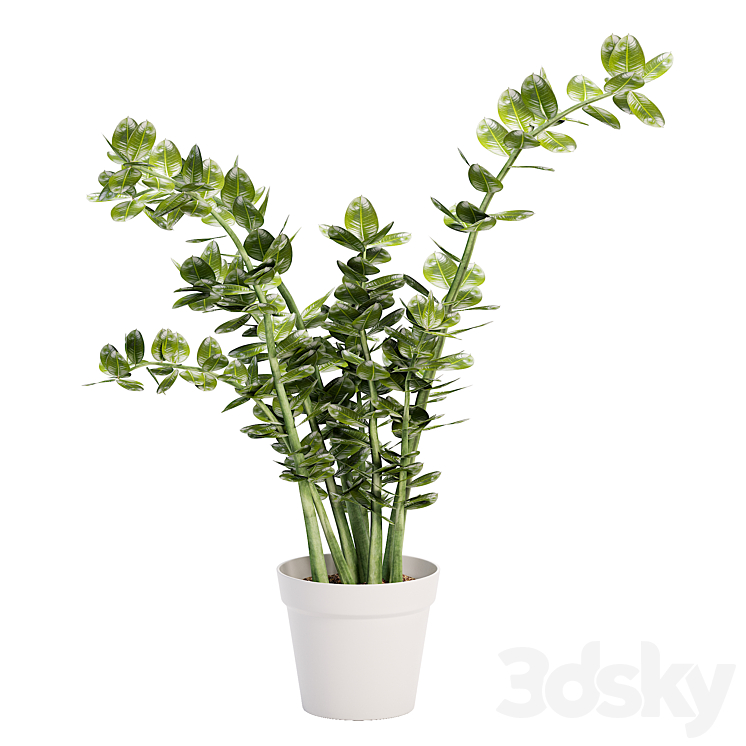 Faux Potted ZZ Plant Indoor 3D model
