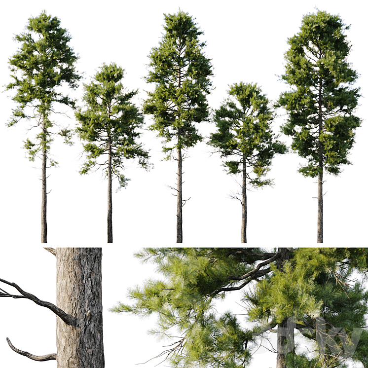 Pine 18m and 12m 3D Model