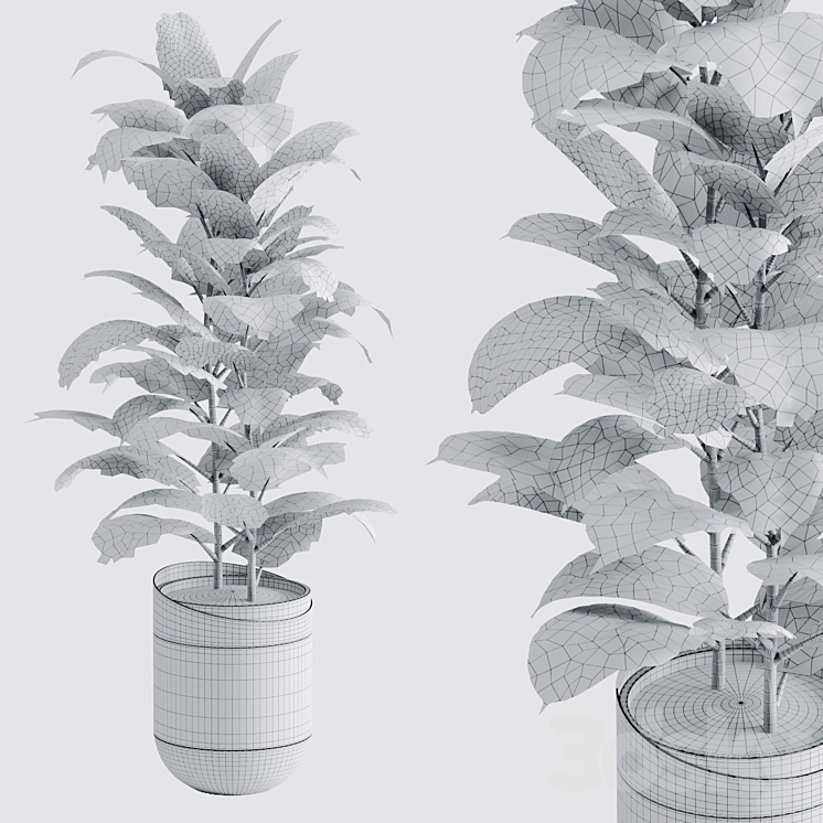 Ficus Elastica Black 3D Model Free