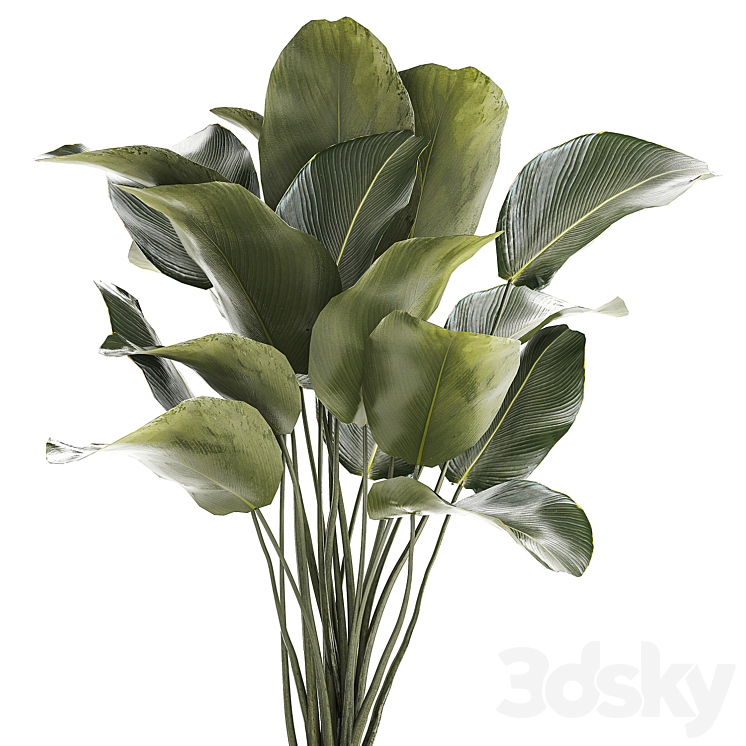 Beautiful exotic bush plant Calathea lutea in a pot. 1300 3DS Max - thumbnail 2