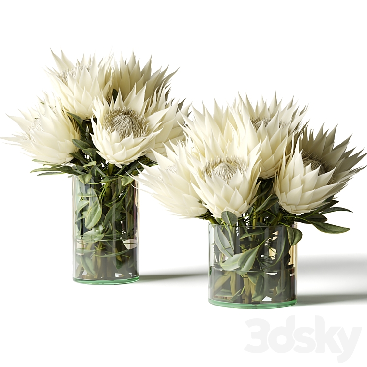 Flower Set white proteas 3D Model