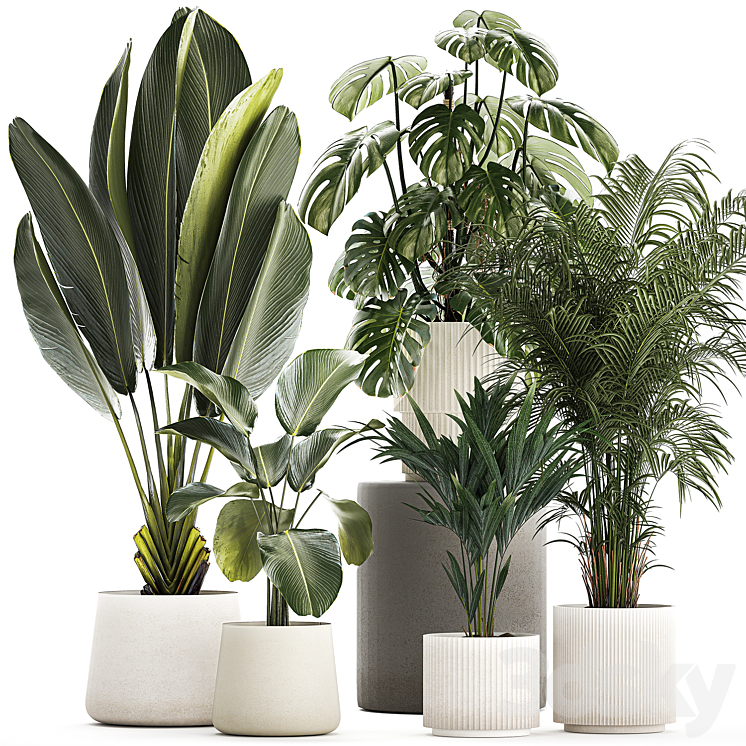 Beautiful plants in pots and flowerpots palm Howea monstera Ravenala Strelitzia Calathea. set of plants 1320 3D Model