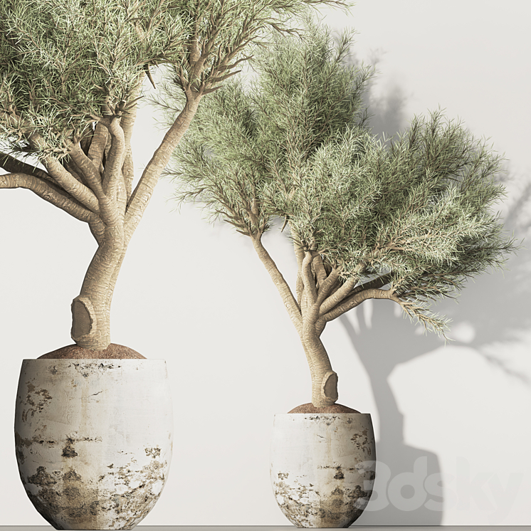 olive Tree and Indoor Plant Set 95 3DS Max Model - thumbnail 2