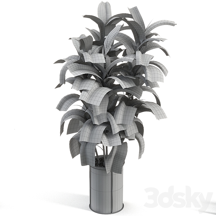 rubber tree 019 3DS Max
