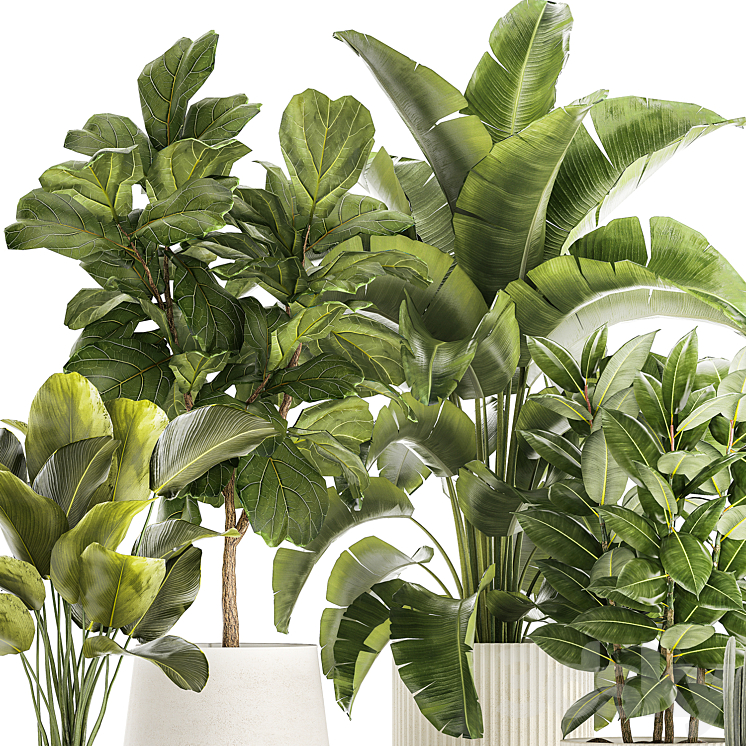Collection of plants in modern white pots with ficus Lirata tree banana palm calathea lutea cactus Strelittia. Set 1359. 3D Model Free