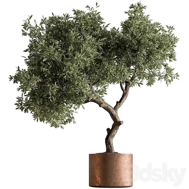 Indoor Plant 573 -Tree in Pot 3DS Max Model - thumbnail 1