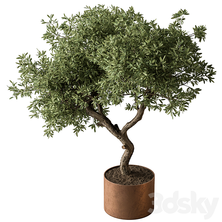 Indoor Plant 573 -Tree in Pot 3DS Max Model - thumbnail 2