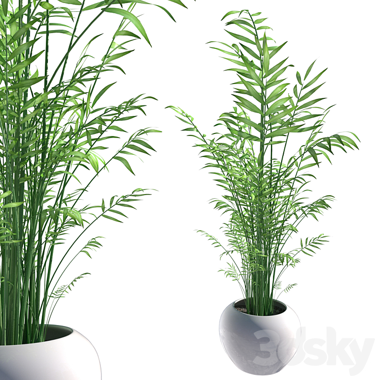 Hamedorea graceful (elegans) - Indoor - 3D model