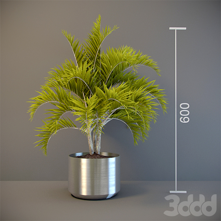 3d комнатная Пальма