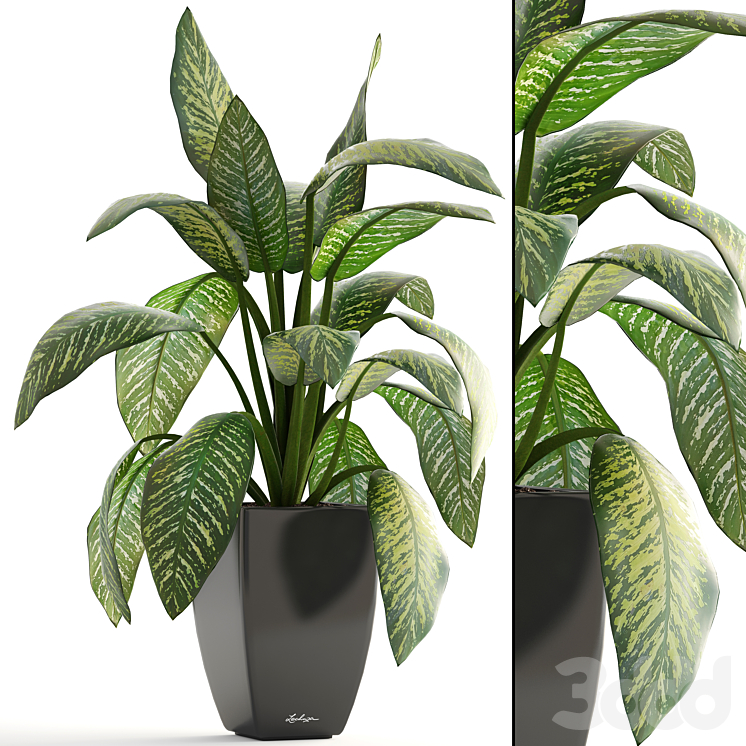 Dieffenbachia, Диффенбахия, горшок, вазон, интерьерное растение, куст ...