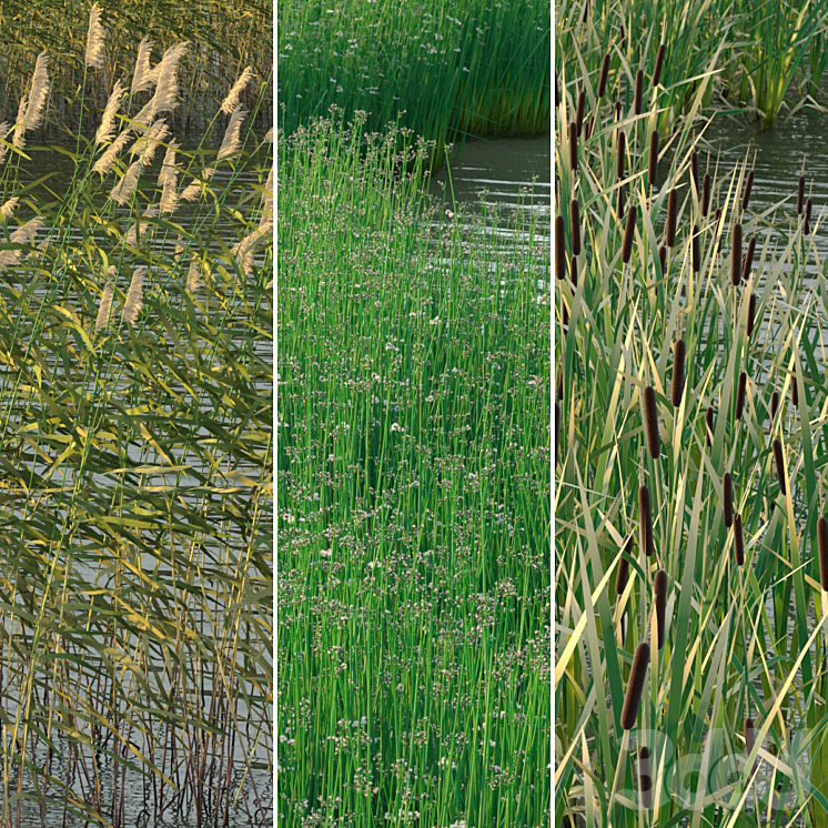 Камыш и тростник отличия. Камыш рогоз чакан. Камыш и тростник отличия. Камыш и тростник отличия. Камыш рогоз тростник отличия.