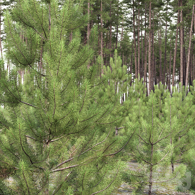 Хвойные высота. Pinus Sylvestris 'Sandringham'. Pinus Sylvestris молодая. Pinus Sylvestris 'Treasure'. Сосна обыкновенная Pinus Sylvestris высота 400-450.