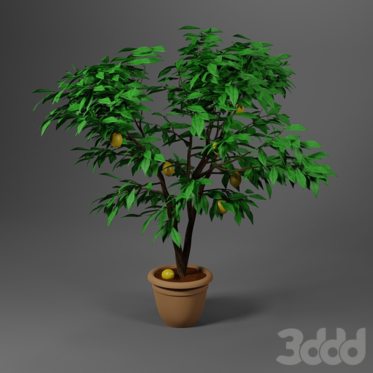 Декоративный лимон - Комнатные - 3D модель