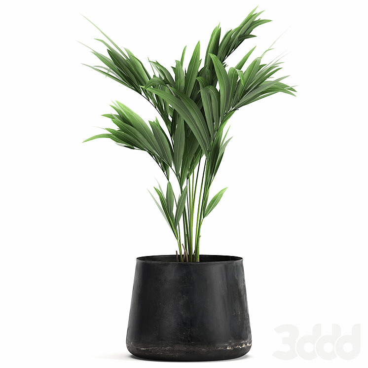 Красивая маленькая пальма в черном цветочном горшке Howea forsteriana ...