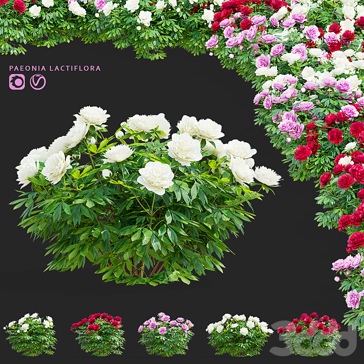 Пион молочноцветковый кусты | Paeonia lactiflora 2 - Уличные - 3D модель
